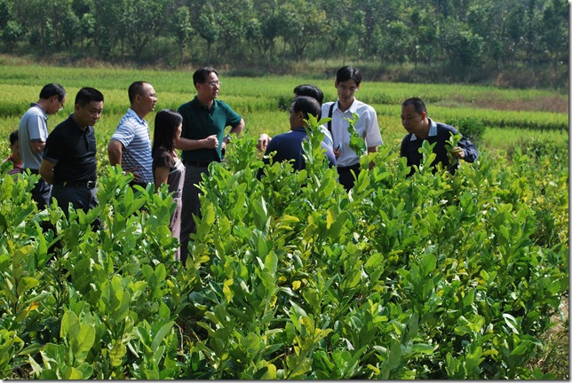 考察佛手生产基地 考察佛手生产基地